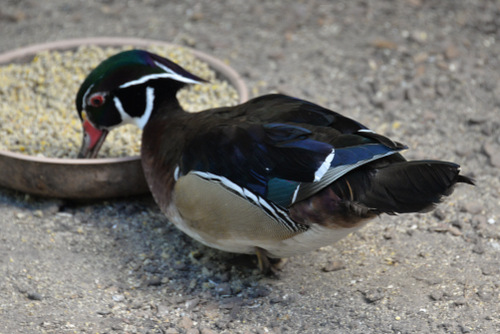 World of Birds Wildlife Sanctuary.